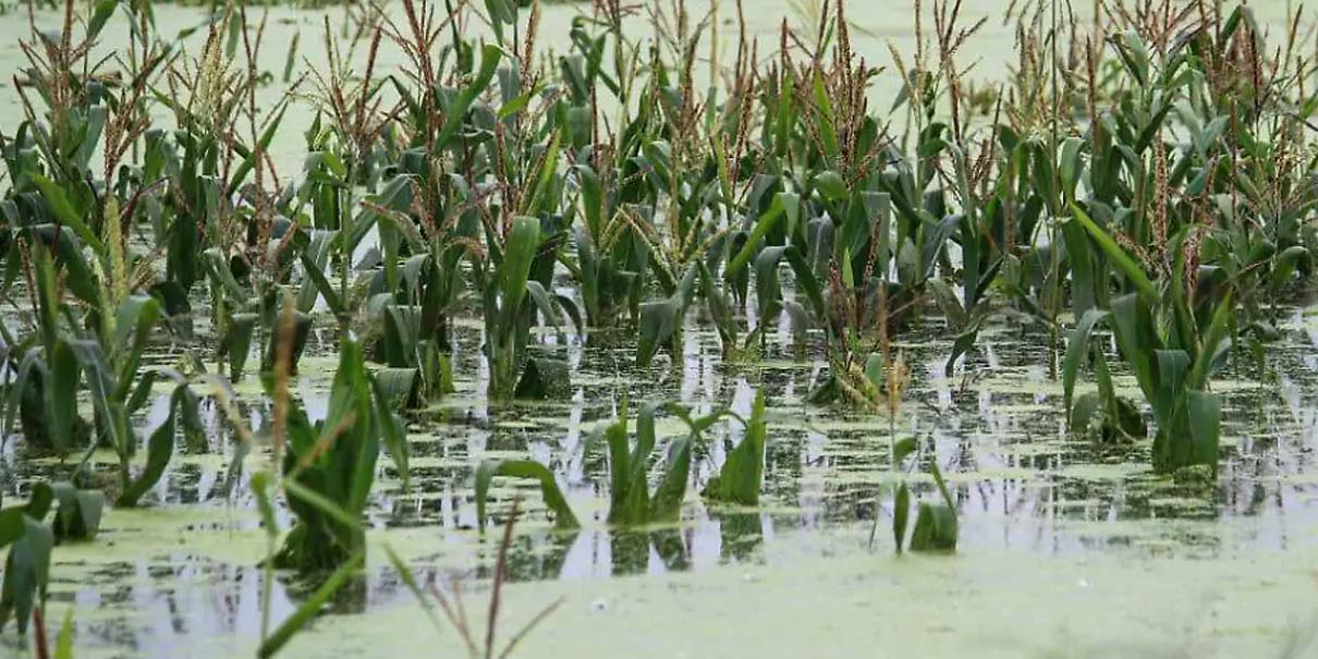 Más de 2,800 productores serán beneficiados con fondo de contingencia en Puebla