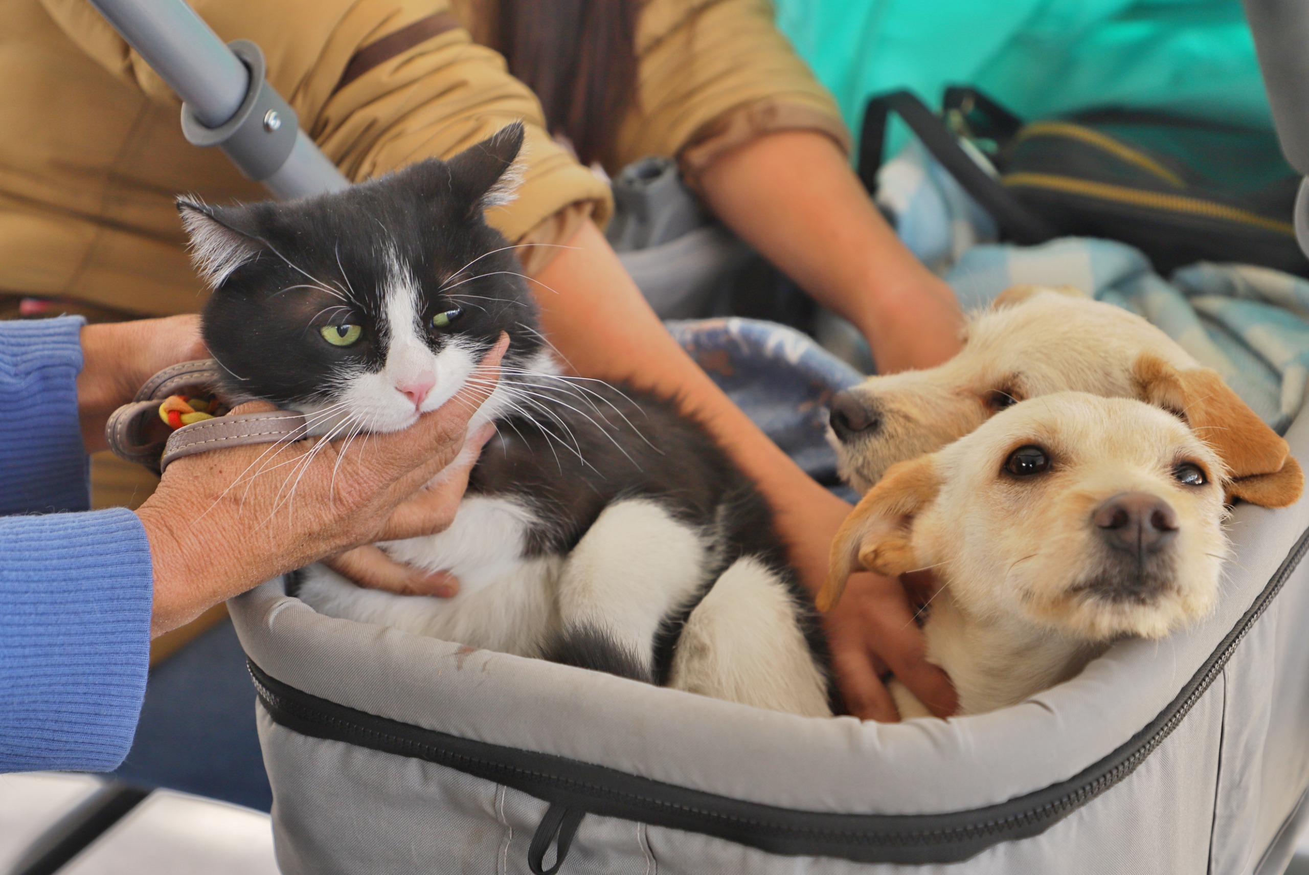 Jesús María ofrece servicios veterinarios accesibles para mascotas