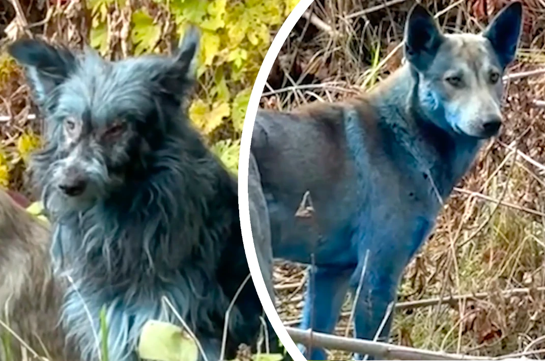 Misterio en Chernóbil: aparecen perros color azul cerca de la planta nuclear