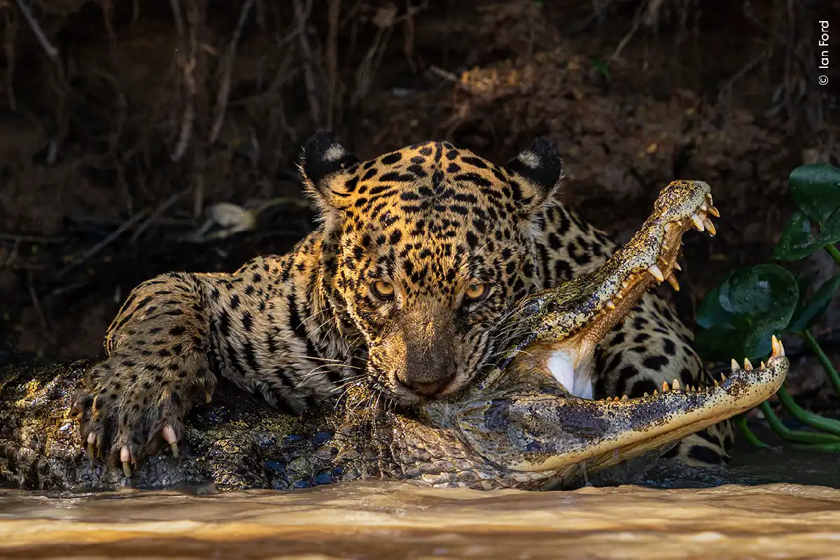 Festival Internacional Cervantino: Reino Unido trae por primera vez a México la exposición “Wildlife Photographer of the Year”