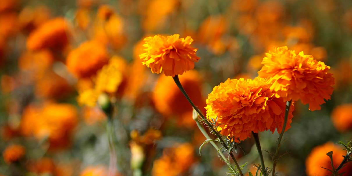 Puebla espera derrama millonaria por venta de flor de Cempasúchil