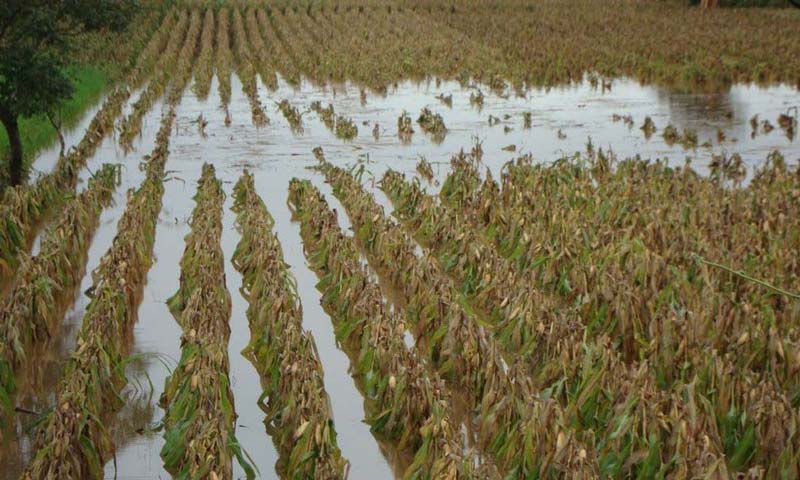 Tormentas provocan pérdidas agrícolas en Puebla: mil 141 hectáreas afectadas