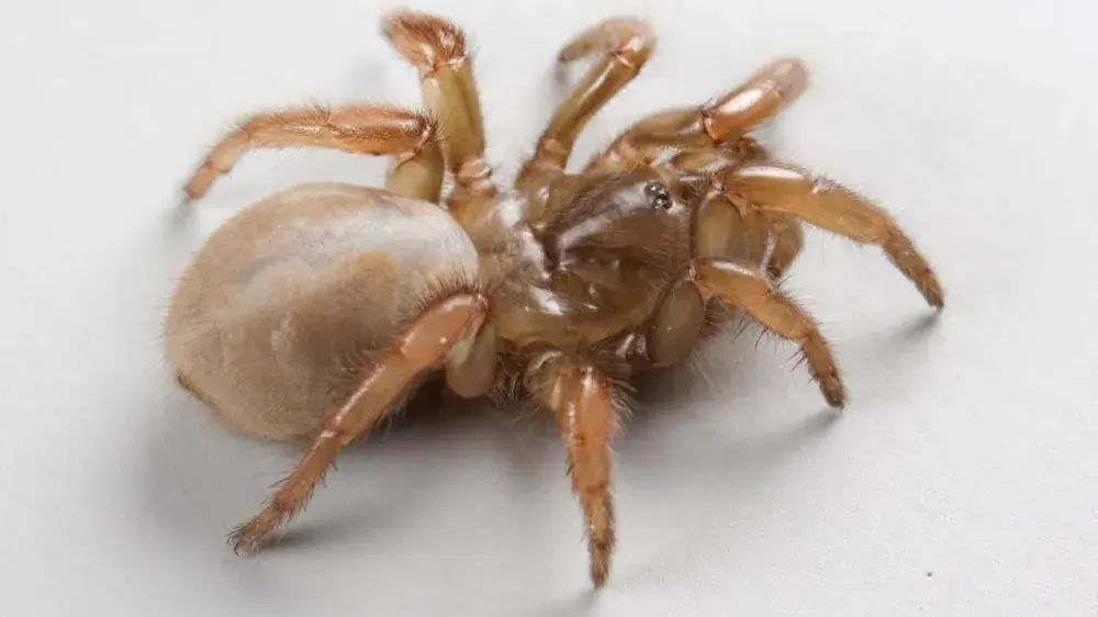 Esta nueva especie de araña trampa sorprende a científicos