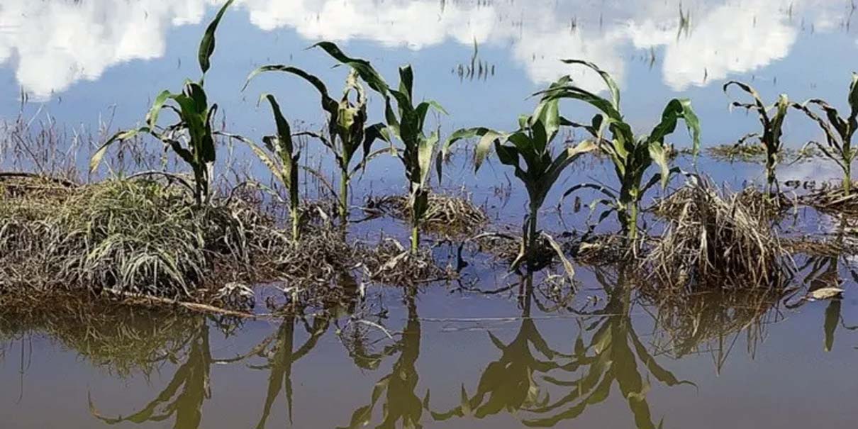 Tormentas provocan pérdidas agrícolas en Puebla: mil 141 hectáreas afectadas