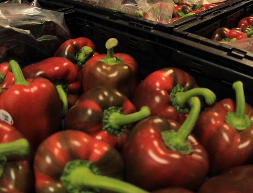 Estos son los municipios que lideran la exportación agrícola en Guanajuato