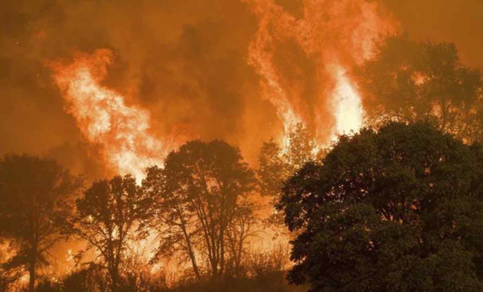 Guanajuato registra más de 8 mil hectáreas afectadas por incendios forestales