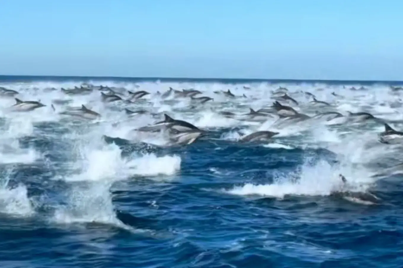 El mar se llena de vida: una estampida de delfines asombra en California; eran más de 5,000 ejemplares