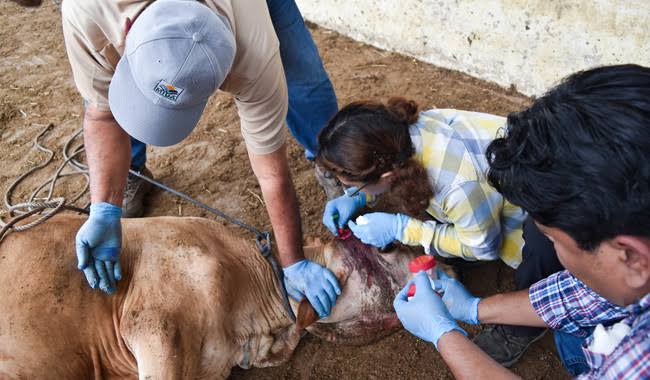 Pide gobernador de Durango revisar filtros sanitarios tras brote de gusano barrenador