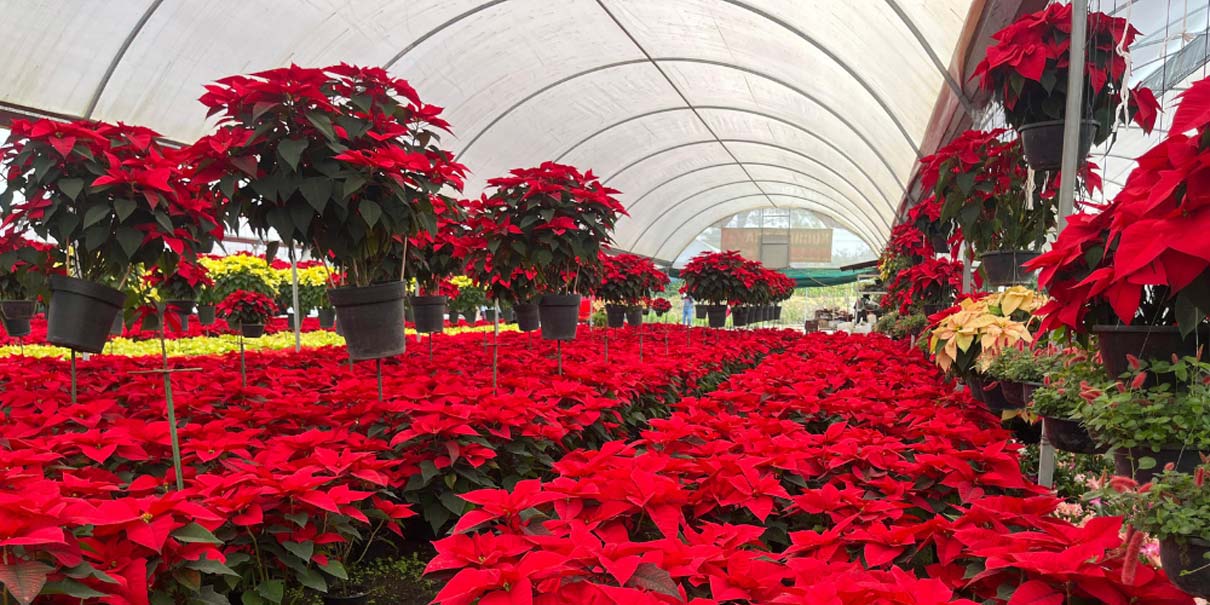 Atlixco enciende su temporada navideña con 2 millones de nochebuenas