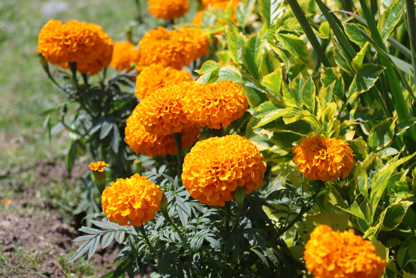 ¿Tienes flores de cempasúchil que ya pasaron su momento? Descubre tres ideas para darles una segunda vida