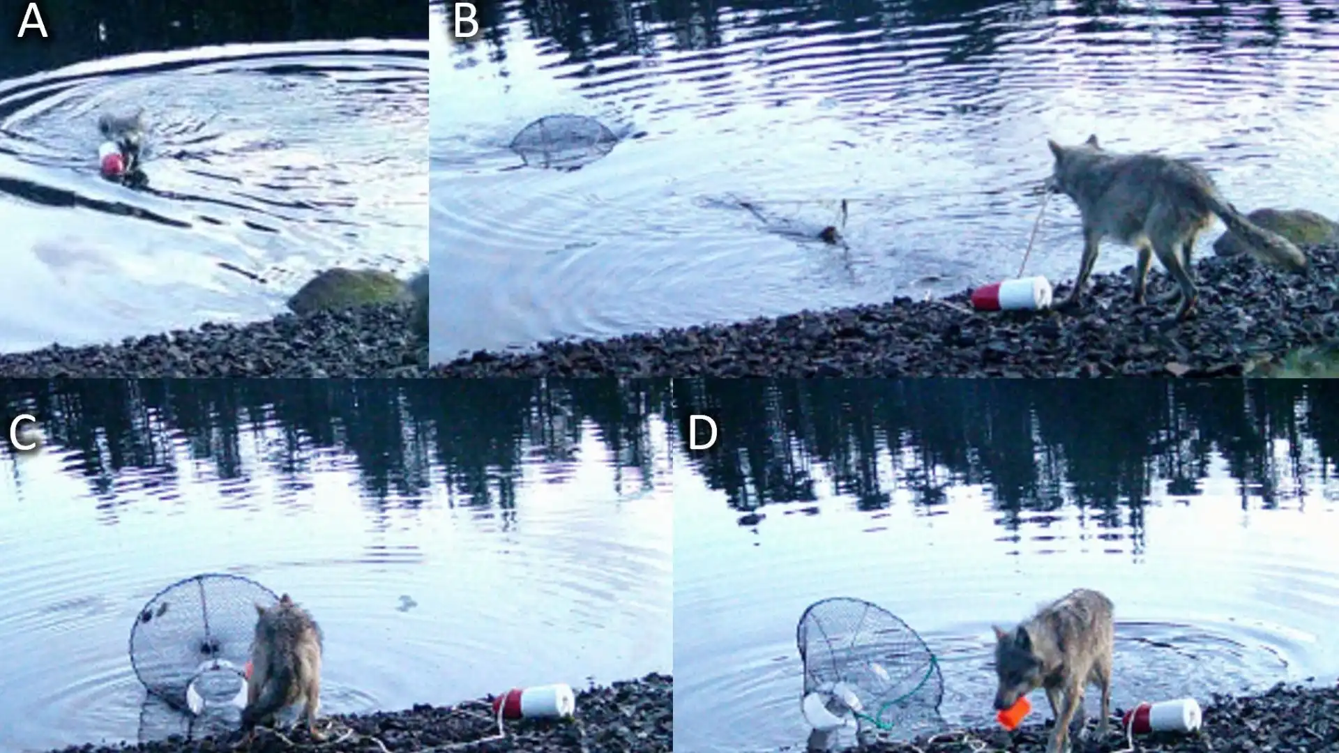 Un comportamiento nunca visto: una loba aprende a extraer trampas de cangrejo para alimentarse