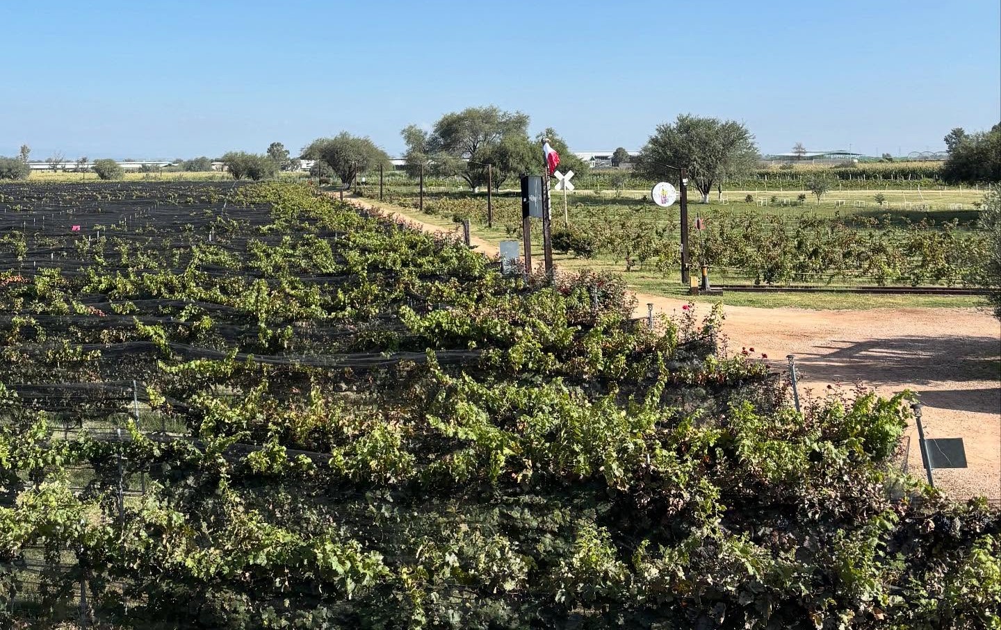 Disfruta de un buen vino en Viñedos Iberia