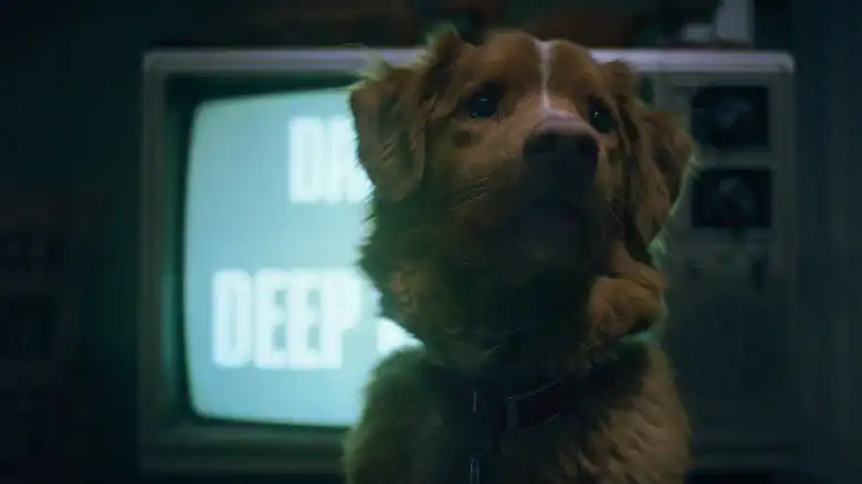 Un lomito &#8216;rompe las reglas del terror&#8217; y alcanza una nominación en los Astra Film Awards por &#8216;Good Boy&#8217;