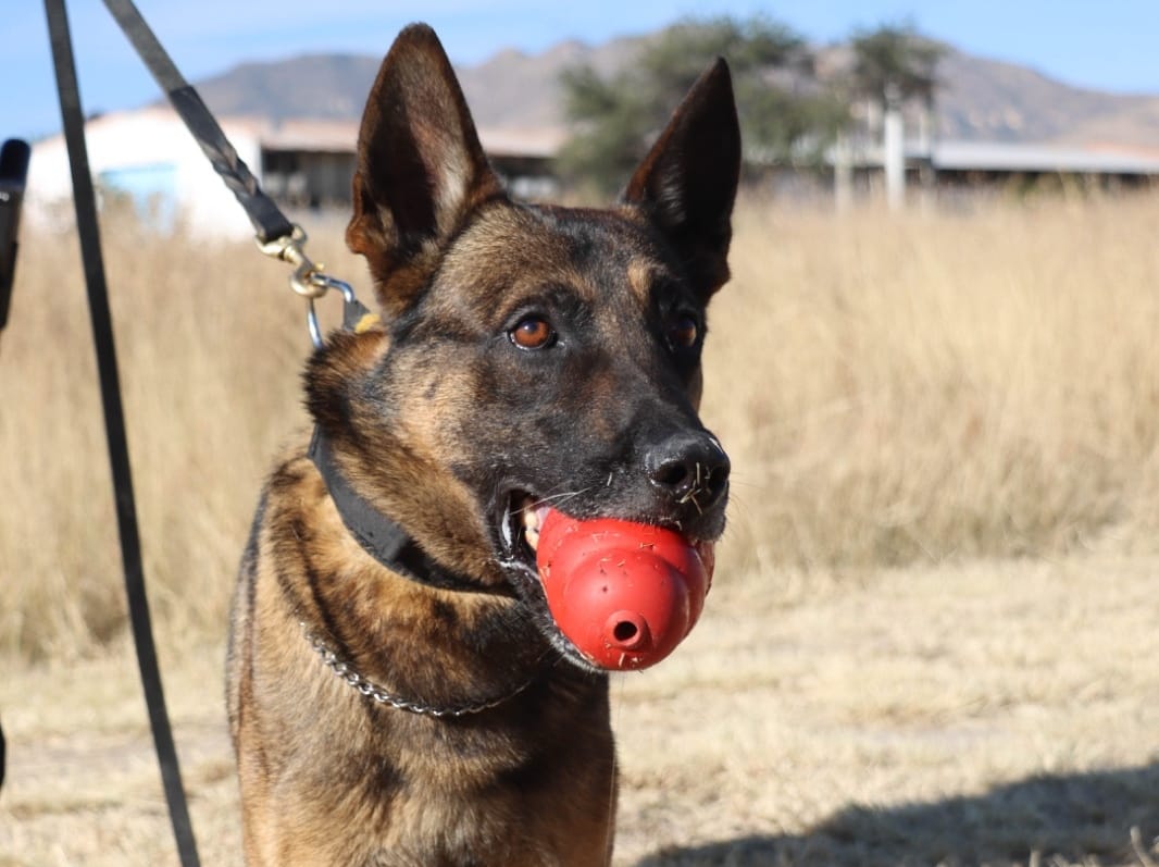 ¿Conoces al Grupo K9 de la Secretaría de Seguridad Pública del estado?