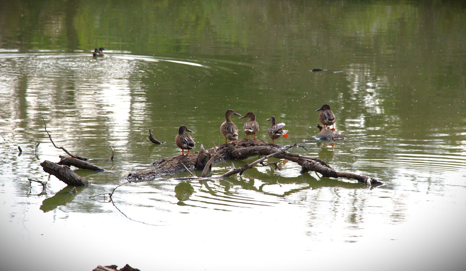 Migran aves acuáticas al parque El Cedazo
