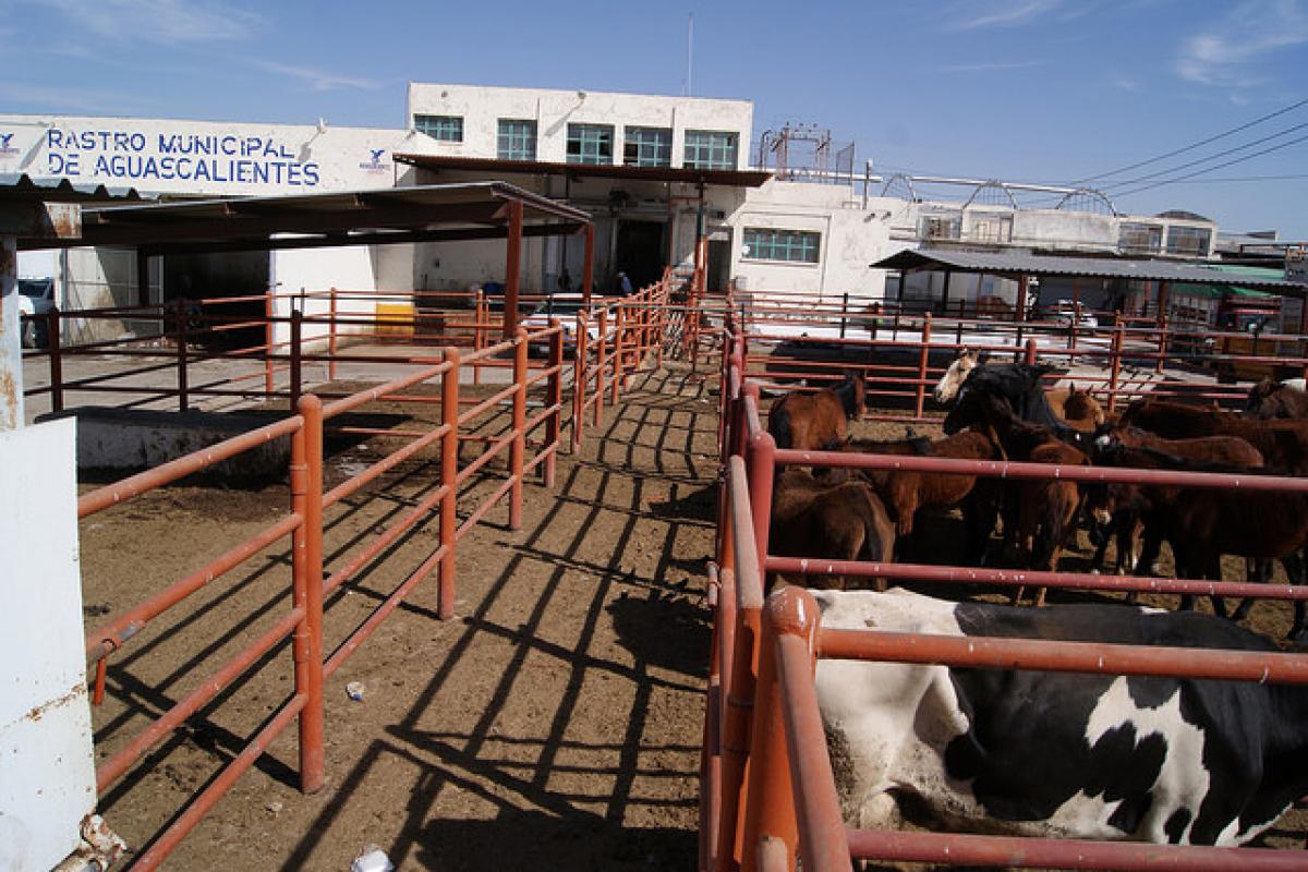 Incrementa sacrificio de ganado en el rastro municipal por temporada decembrina