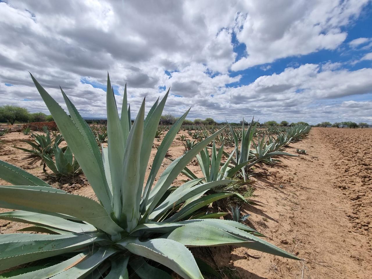 Reconocen a mezcal de Aguascalientes como uno de los mejores de México