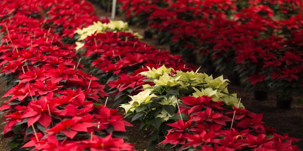 Viveros de Atlixco preparan temporada navideña con 12 tipos de nochebuenas