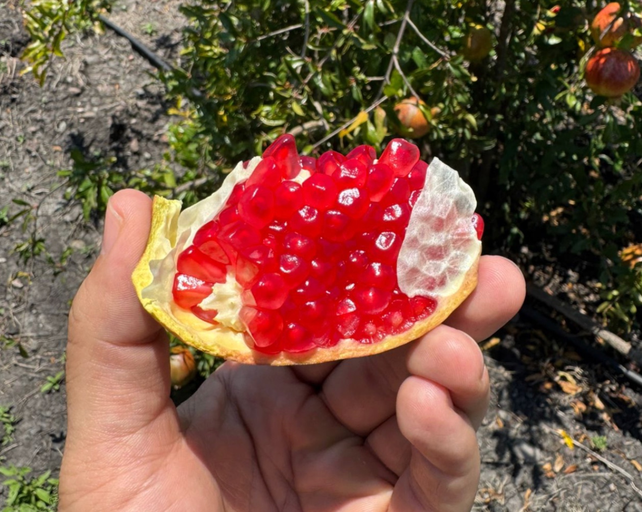 Productores de Apaseo el Alto ya exportan granada guanajuatense a Estados Unidos