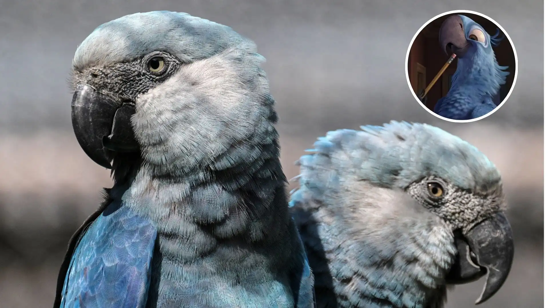 Un virus sin cura pone en riesgo a los últimos guacamayos azules, famosos por la película &#8216;Río&#8217;