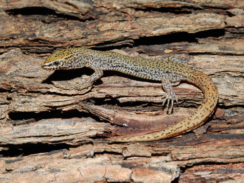 Siete de cada 10 especies de anfibios y reptiles analizadas en Aguascalientes están en riesgo, advierte UAA