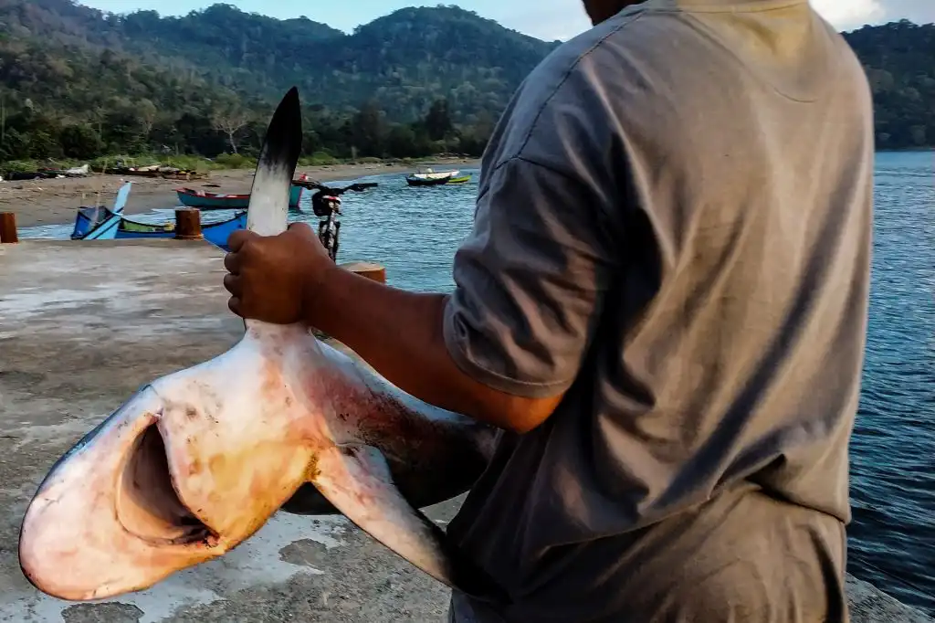 Protección de tiburones y freno al tráfico de marfil, ejes de la conferencia internacional de conservación