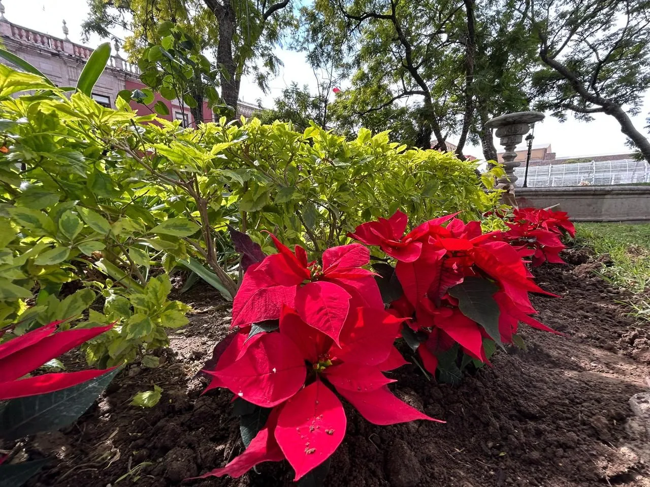 Colocan flores de nochebuena en el primer cuadro de la ciudad