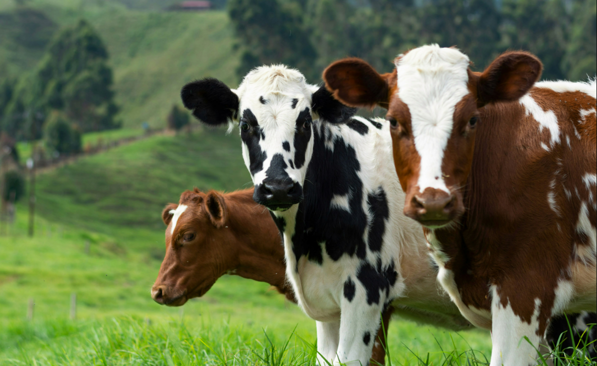 LA VACA QUE VOLVIÓ SOLA