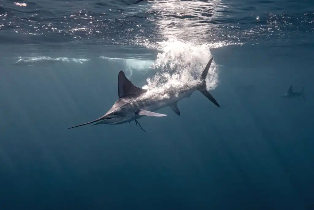 Cuando viajar es cuidar: turismo responsable y la reinvención del lujo