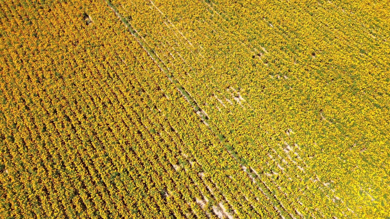 Jesús María impulsa el desarrollo rural con nuevas acciones en apoyo al campo