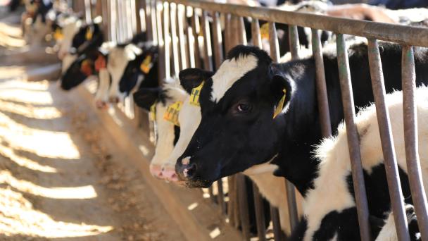 Llaman a que se aplique la ley del abigeato en Aguascalientes