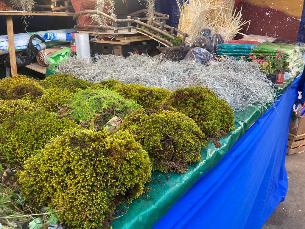 Pese a prohibición, venta de musgo continúa en Aguascalientes, reconoce municipio