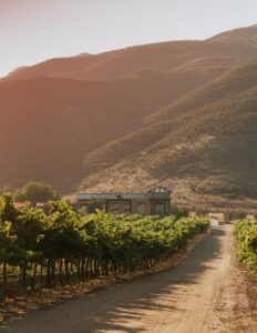 Imagen: Andador vinícola Valle de Guadalupe / Newsweek Baja California