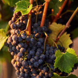 imagen: Racimo de uvas negras con pruina en Valle de Guadalupe / Newsweek Baja California.