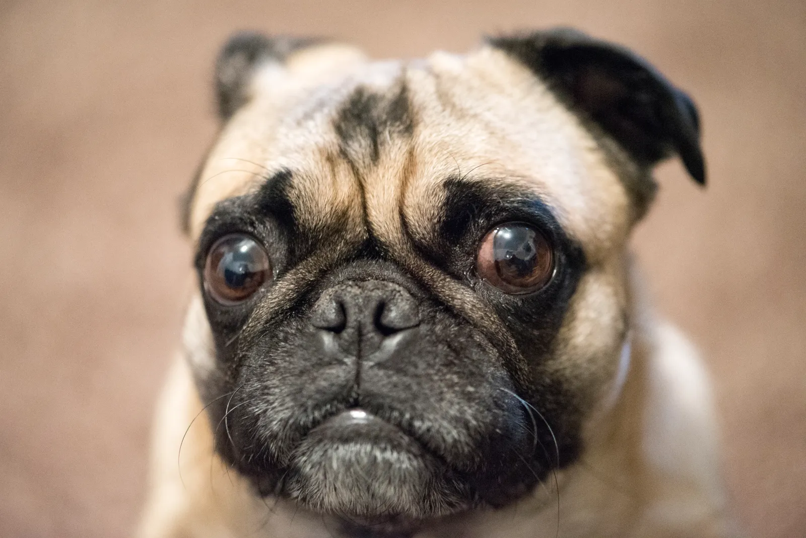 ¿Tu perro está triste o simplemente tú lo ves así? La ciencia tiene la respuesta