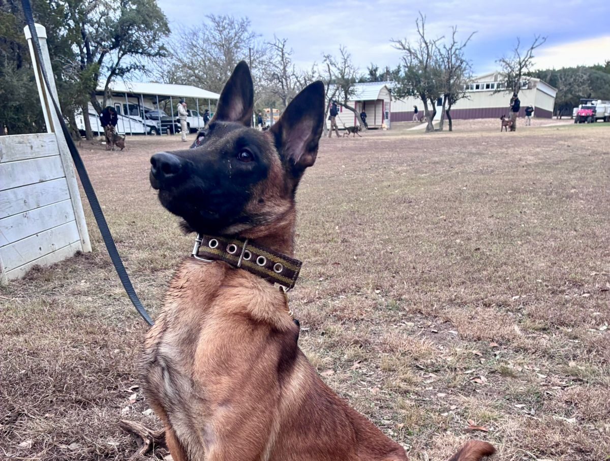 Aguascalientes suma refuerzo K9: llega Puck, experta en detección de explosivos