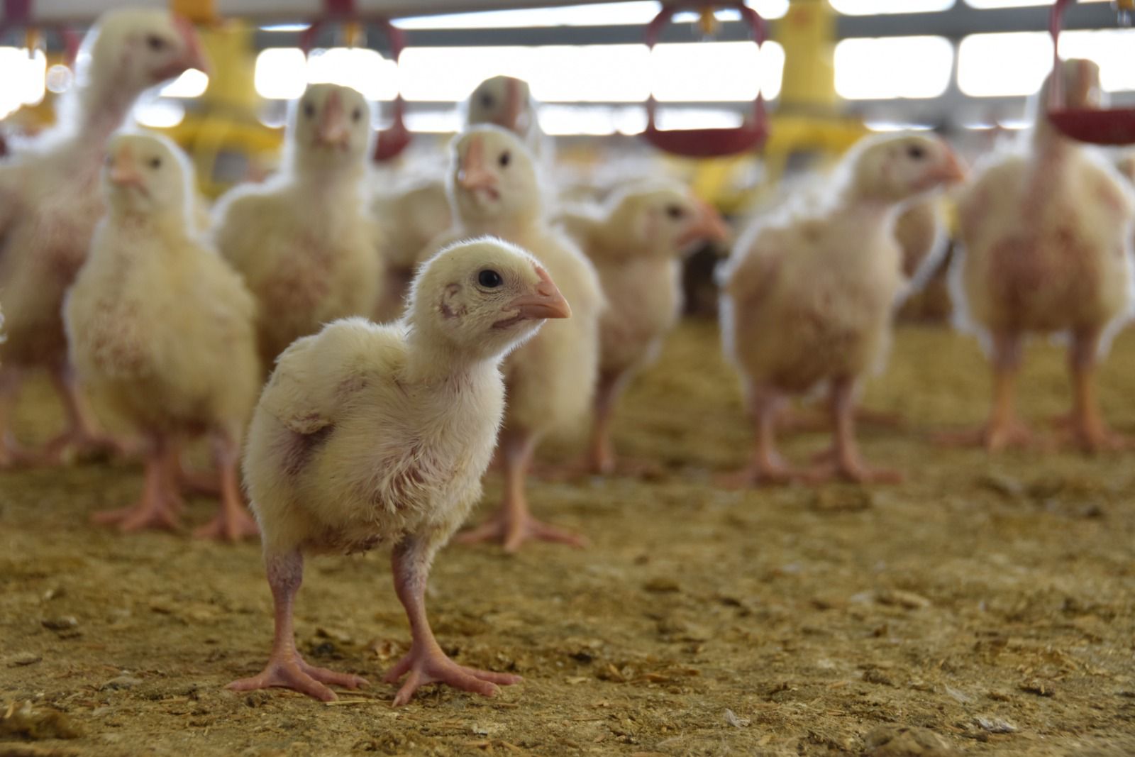Aguascalientes ya es el segundo productor de carne de pollo en el país