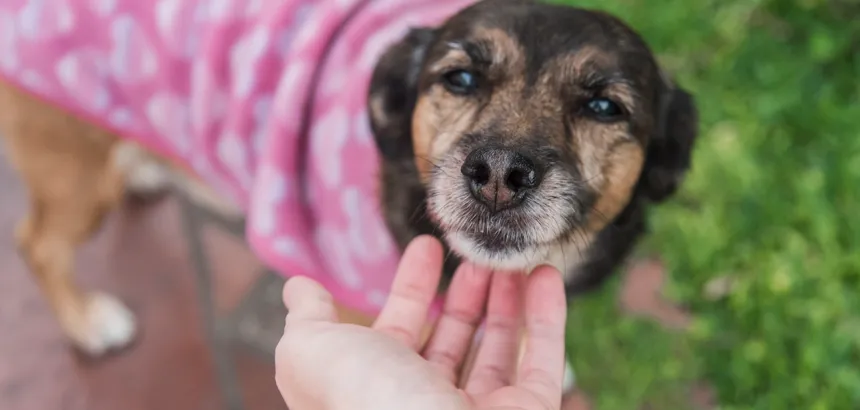 Anuncian Primera Feria “Huellas al Rescate” en beneficio de animales