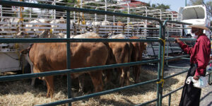 Ganado en Puebla