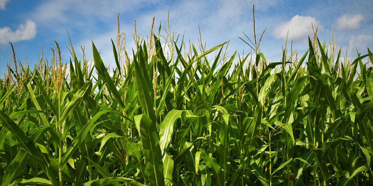 El sector pecuario concentra 49.5% del consumo de maíz en México: GCMA