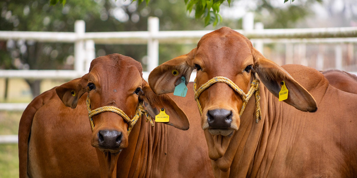 Puebla refuerza control del gusano barrenador con inversión de 20 millones y 18 puntos de inspección