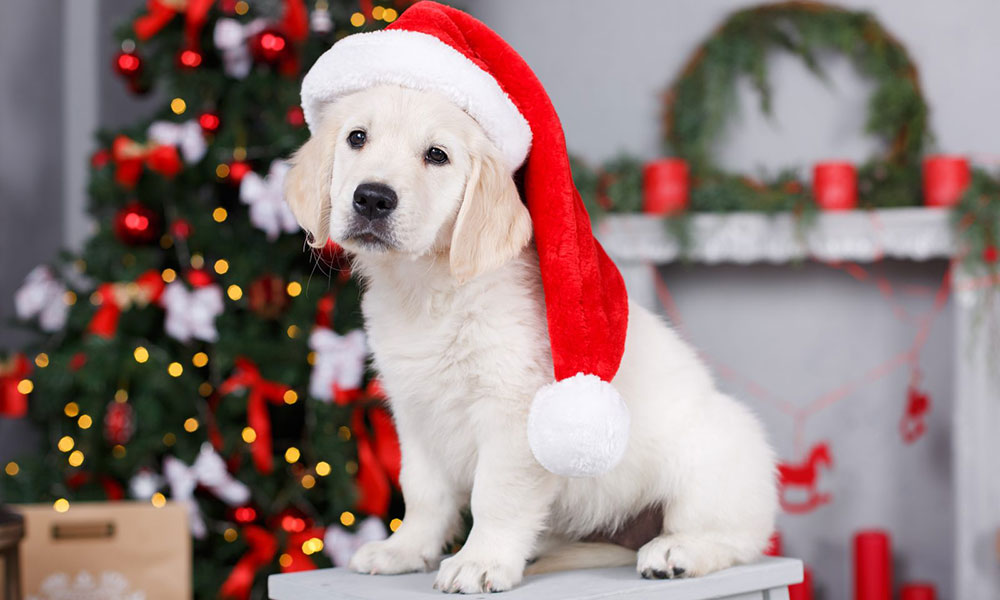 Llaman a no regalar mascotas en Navidad: abandonan a 7 de cada 10