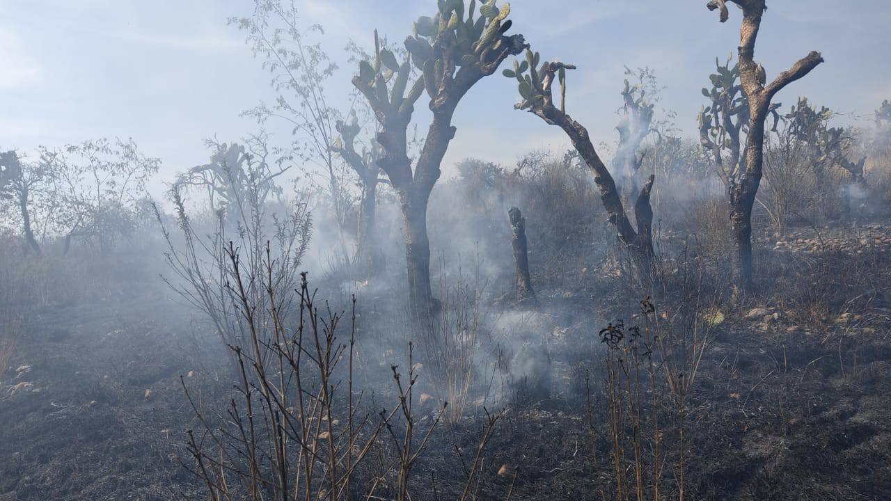 Fuego amenaza al Bosque de Cobos: denuncian nuevos incendios provocados cerca de El Malacate