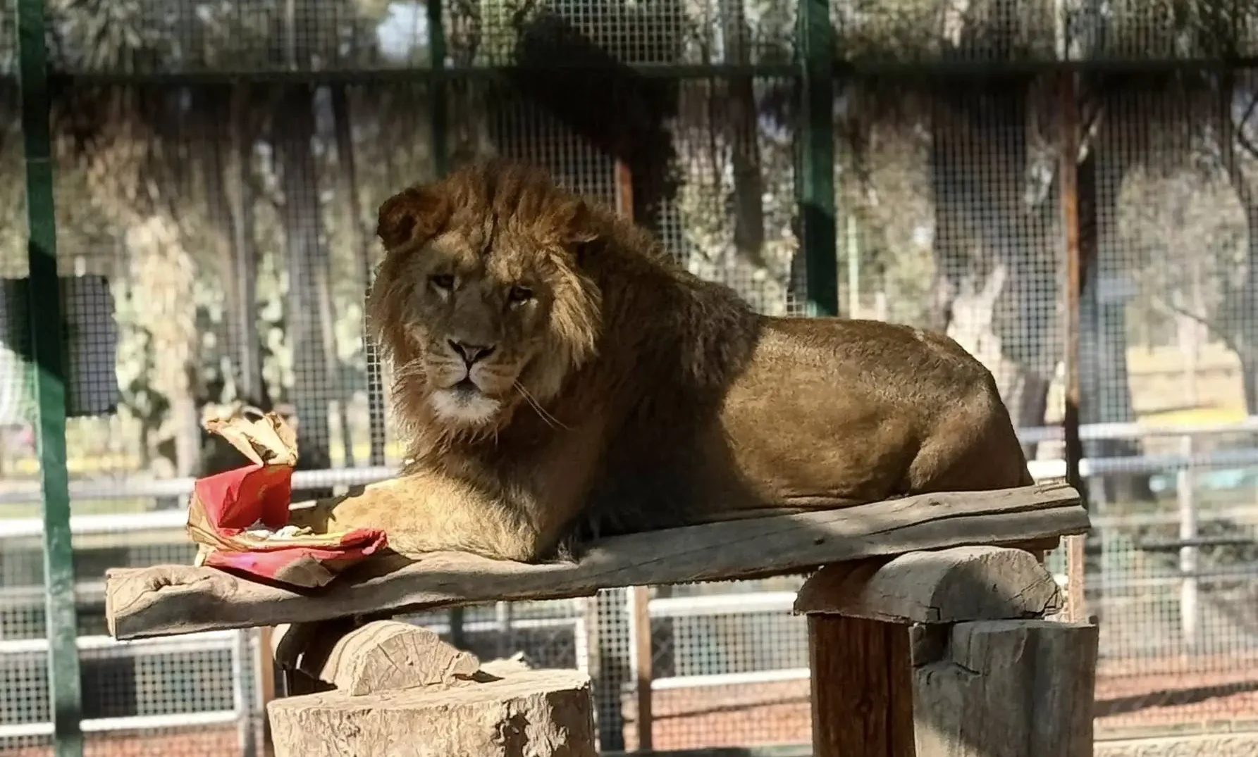 Parque Rodolfo Landeros resguarda 260 animales silvestres