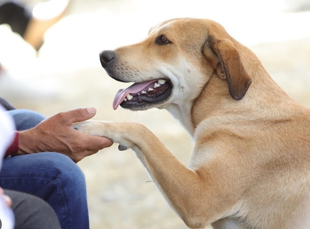 Bienestar animal ya es derecho constitucional en Guanajuato, anuncia gobernadora 