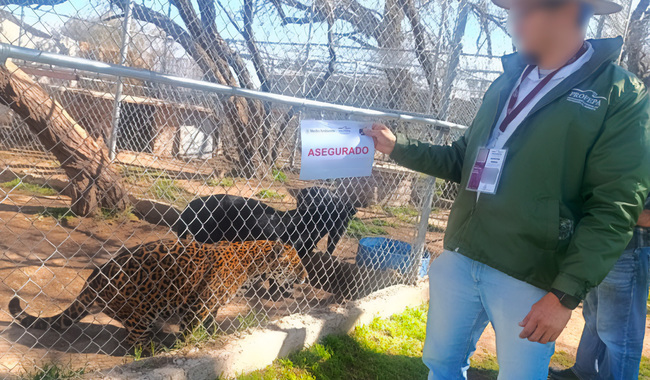 Jaguares, lémures y hasta un capibara: aseguran fauna silvestre en zona turística de Aguascalientes