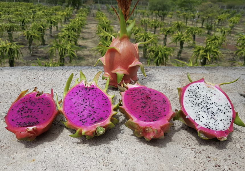 Guanajuato apuesta por Japón: llevarán pitahaya y guacamole a feria internacional