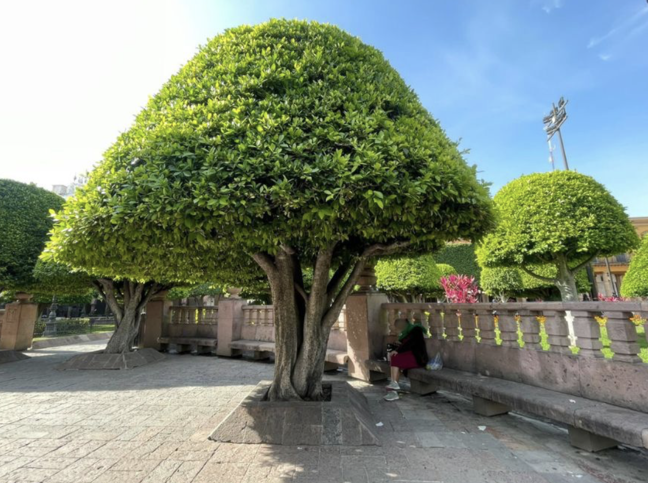 Retiran de nuevo fichas de desaparecidos del “Árbol de la Esperanza” en León