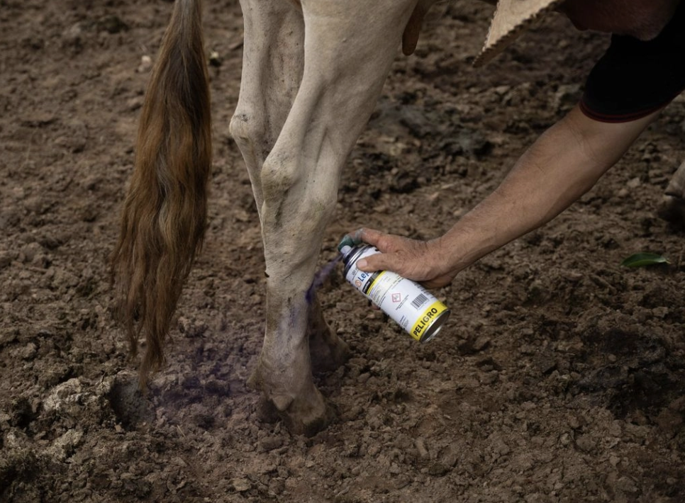 Confirman cinco casos de gusano barrenador en Guanajuato