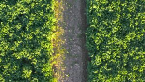 Cultivos (Daniel Hernández)